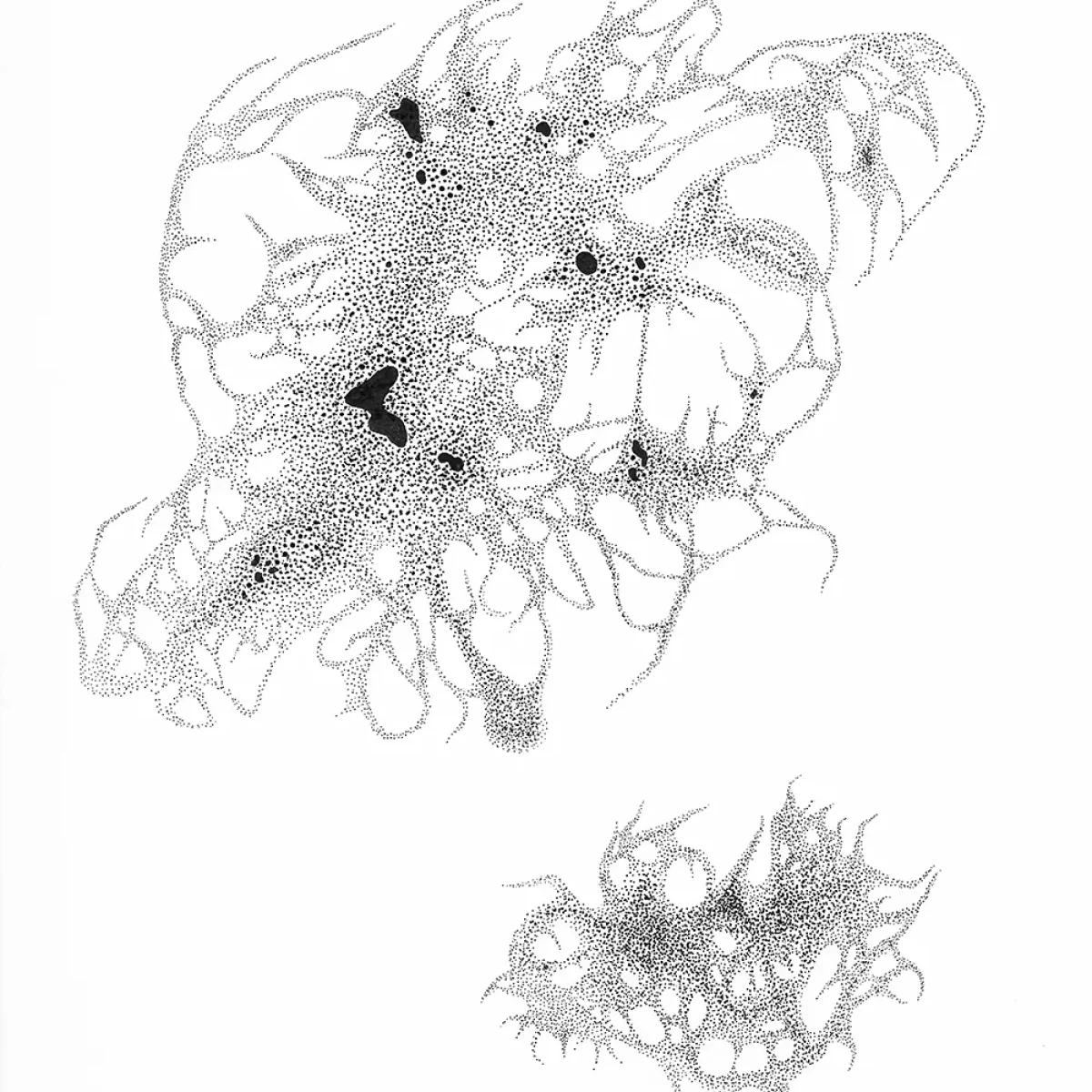 victoriahelena rhizomatic amoeboid 113